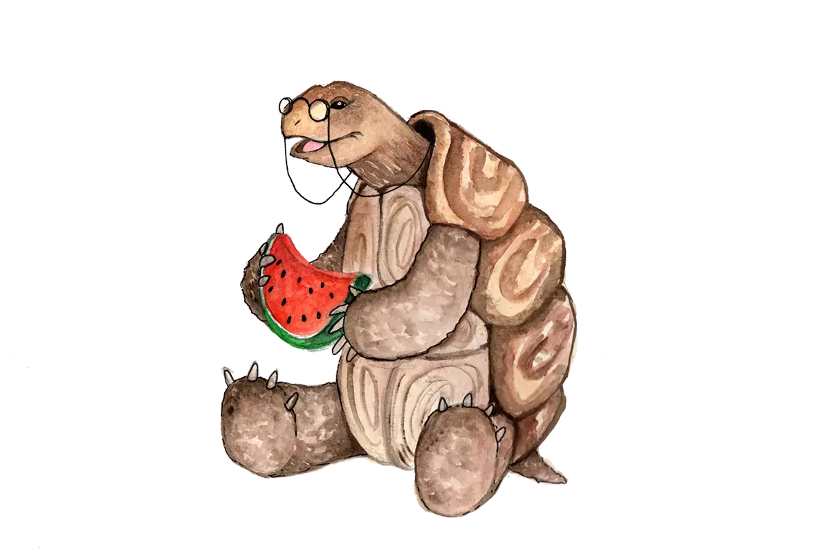 tortuga sentada sobre dos patas comiendo sandia